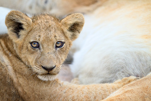africa nature southafrica cub wildlife lion young predator transvaal wildlion