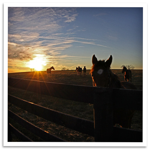 sunset sky horses face silhouette clouds fence contrail ky thoroughbred springstation