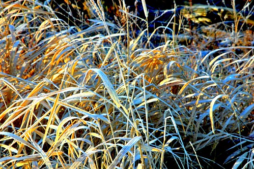 county winter sunset usa ice forest sunrise moss twilight midwest stream warm michigan january equipment research moonrise asparagus hart 2012 oceana westernmichigan okemos midmichigan