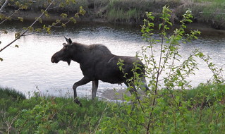 Moose Just Below Chalets
