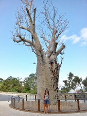 Julia and the Baobab