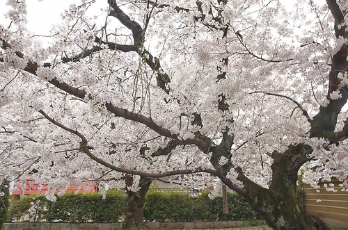 【写真】2014 桜 : 立本寺/2020-03-01/IMGP5747
