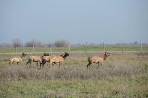 Elk Capture - Los Banos, 2014