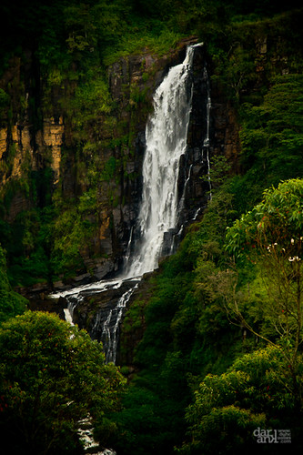 tree green nature water forest canon river landscape flow photography countryside waterfall drop jungle 7d srilanka milky nuwaraeliya 24105mm devonfalls