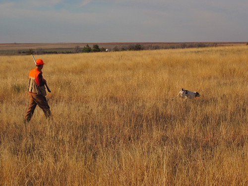 bird pheasant hunting kansas hunt pheasanthunting wiha