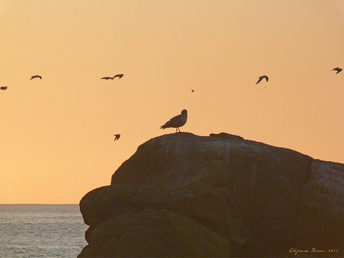 sunset sea water atardecer mar agua gaviotas roca samil ríadevigo sagulls alfredobarros