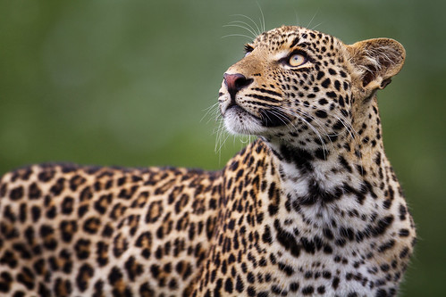 nature cat southafrica wildlife leopard wildcat africanleopard djuma sabisands djumagamereserve pantheraparduspardus xivambalana