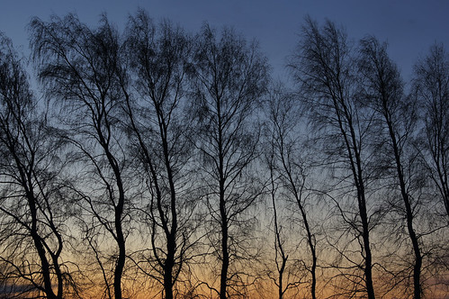trees winter wisconsin sunrise marsh poyganstatewildlifearea washaracounty