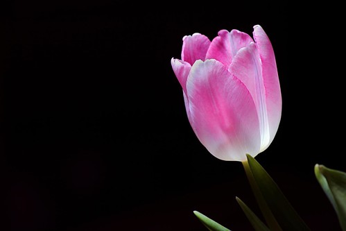 pink light flower macro beauty germany dark spring flora europe blossom head rosa single tulip glowing stubben