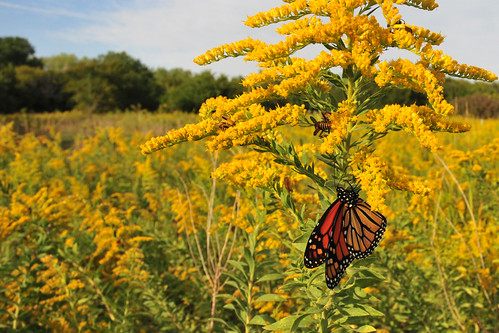 park creek butterfly goldenrod monarch kansas prairie wichita chisholm chisholmcreekpark