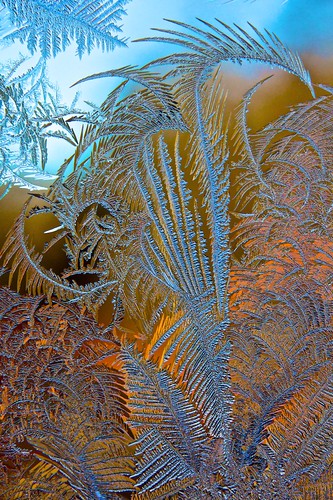 blue winter orange usa cold fern macro ice nature closeup sunrise gold dawn colorful frost pattern crystal bokeh maine january newengland prism growth delicate intricate tenantsharbor coth coth5 mygearandme blinkagain
