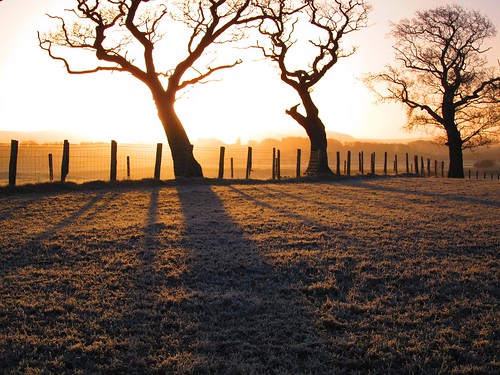 uk trees england tree sunrise dawn cumbria brampton middlefarm oldchurchlane oldchurchfarm