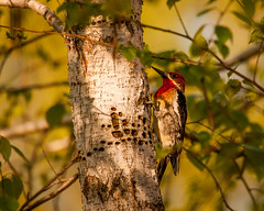 Hybrid Red-naped X Red breasted Sapsucker