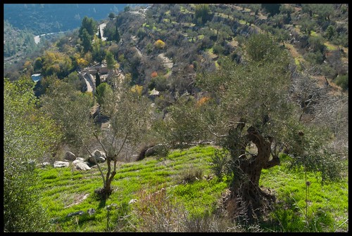 olivetree naturetrail sataf tzoba