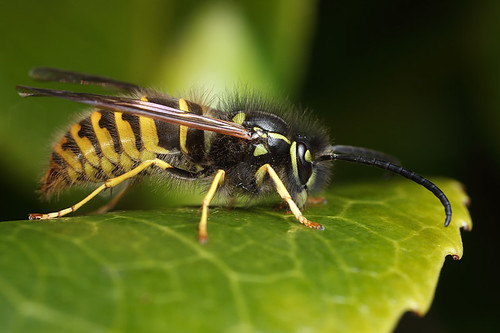 Drone wasp