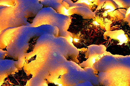 christmas trees winter snow chicago night sunrise festive timelapse illinois michigan christmaslights solstice presents kalamazoo festivities austere oaklawn okemos 2011 southwestmichigan kalamazoonaturecenter