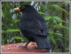 a blackbird