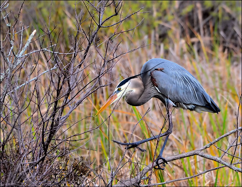 heron florida panamacitybeach wadingbird standrewsstatepark floridastateparks nikond3100 nikkor70300afsvrlens