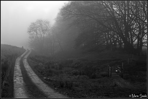 trees mist fog sheep cumbria lane banks