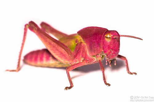 pink macro grasshopper onwhite nymph file:name=dsc08102
