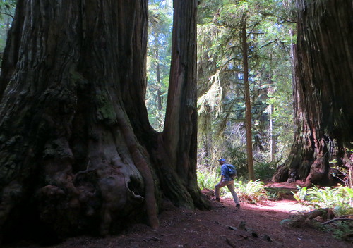 california al allie redwoods jedediahsmithstatepark simpsonreedtrail