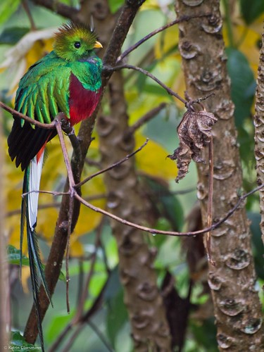 november male bird animal costarica divine vogel quetzal resplendentquetzal pharomachrusmocinno 2011 savegre göttervogel