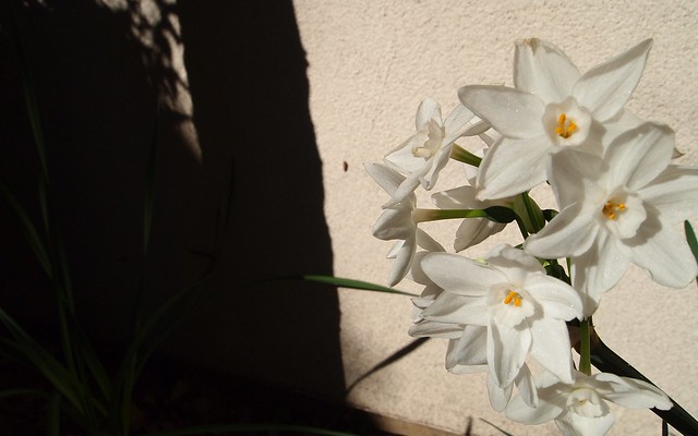 Paperwhites in the sun