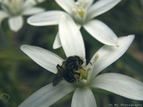flower nature natural bee pollen