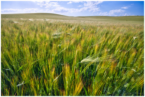 sommer july juli sommerferie ferie korn stange landskap grønt romedal