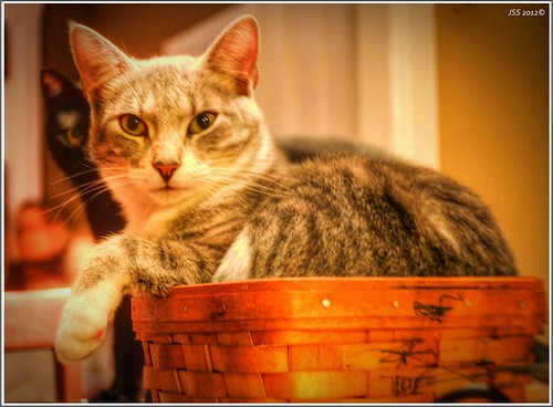 A Basket Cat Holder....