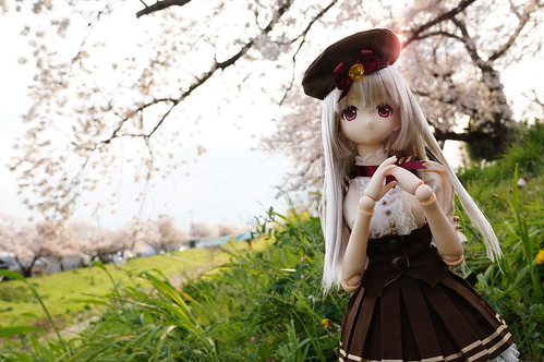 Cherry blossom 2014