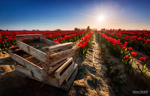 flowers blue sunset red sun festival landscape us washington tulips tulip wa crate crates skagitvalley sunstar tulipcrates