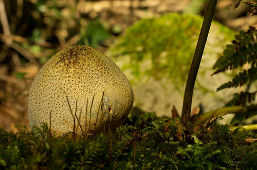 macro mushroom morninglight fungi hongos valdés sclerodermacitrinum hocesdelesva smcpentaxda35mmf28 pentaxk5