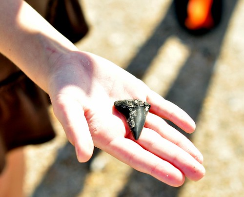 Bella found a HUGE sharks tooth...