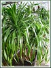 Dracaena marginata (Madagascar Dragon-Tree, Red-edged Dracaena)
