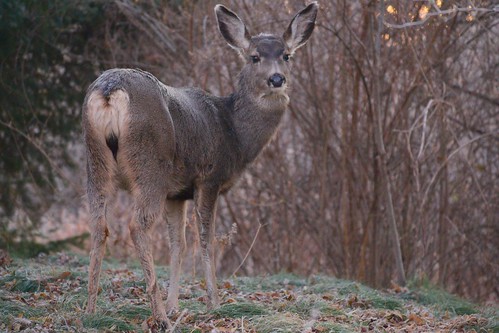 park sunrise background katherine free deer boise odc albertson dfav katherinealbertsonpark flippencold