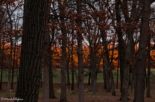 christmas trees sunset forest canon woods glow dusk g10