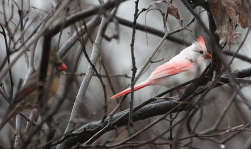 white bird cardinal albino femalecardinal northerncardinal leucistic