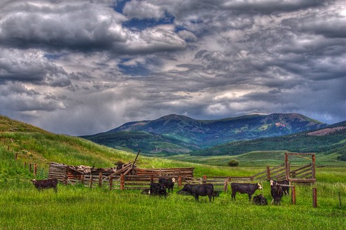 summer mountain green grass animal clouds fence landscape cow colorado cattle resort wildflower rach crestedbutte 201107