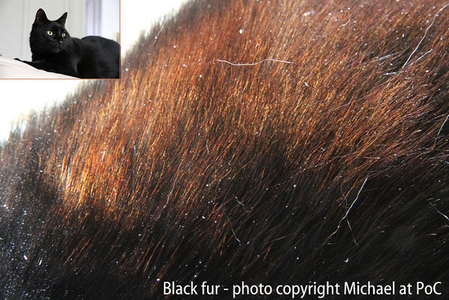 Picture of Black Cat Fur (that is brown)