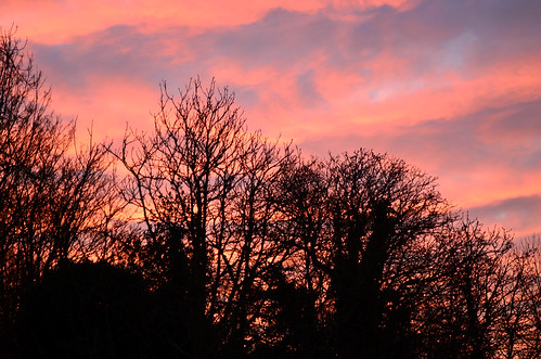 trees nature thames sunrise redsky colorphotoaward