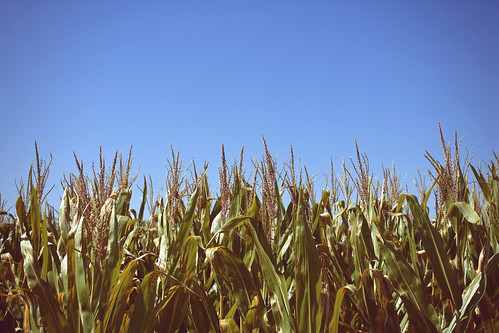 sky field outdoors corn farm