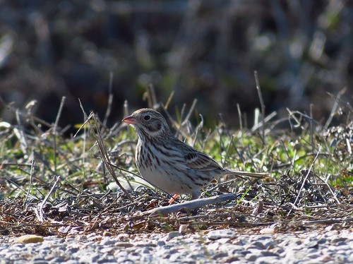 birds texas wildlife sparrow