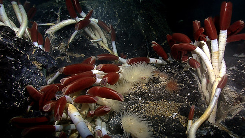 科學家發現海底密度最高的巨型管蟲群體。（來源：NOAA Ocean Explorer）