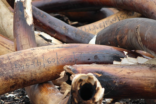 Burned elephant tusks