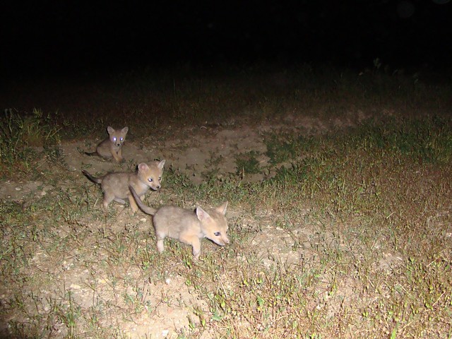 san joaquin kit foxes