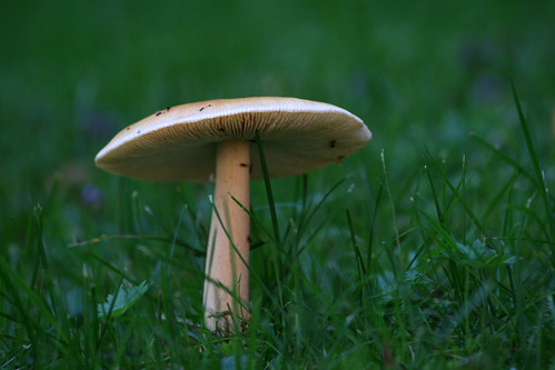 mushroom norway trondheim norvegia fungo