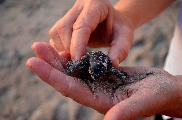 Baby turtle Puerto Vallarta