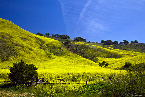 california flora hills