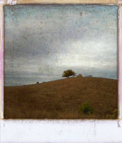 tree lone fremontolder curtbianchi iphone4 lomob irisphotosuite